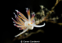 Nudi :) by Caner Candemir 
